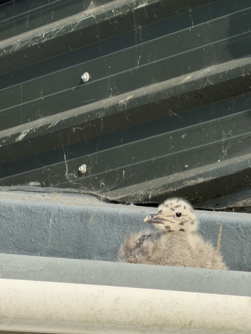 Fluffy seagull chick nestled in a rooftop gutter against dark corrugated cladding.