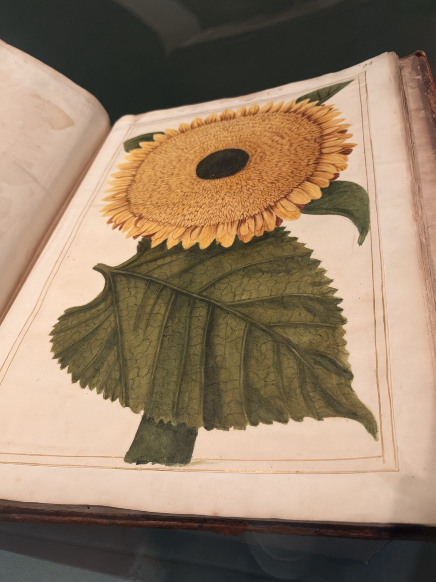 An open book displays a detailed botanical illustration of a sunflower with a large yellow bloom and broad green leaf on a printed plate.