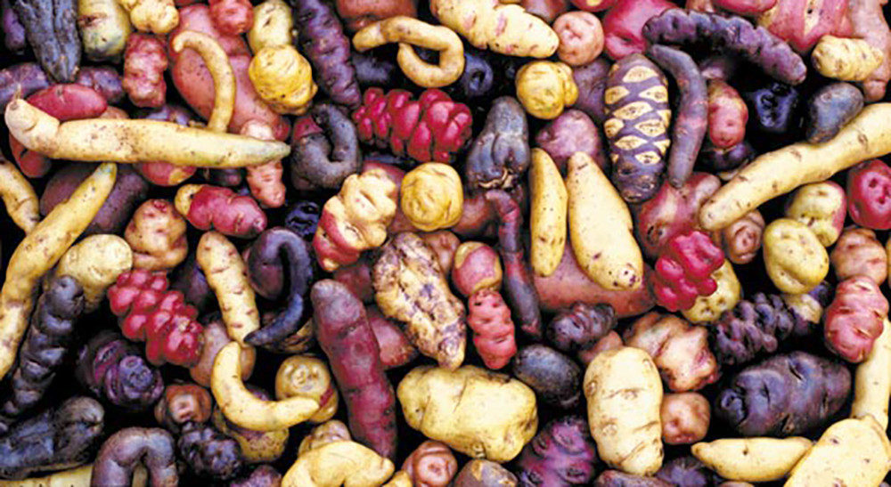 E pluribus solanum – the many shades of potato - Value in nature