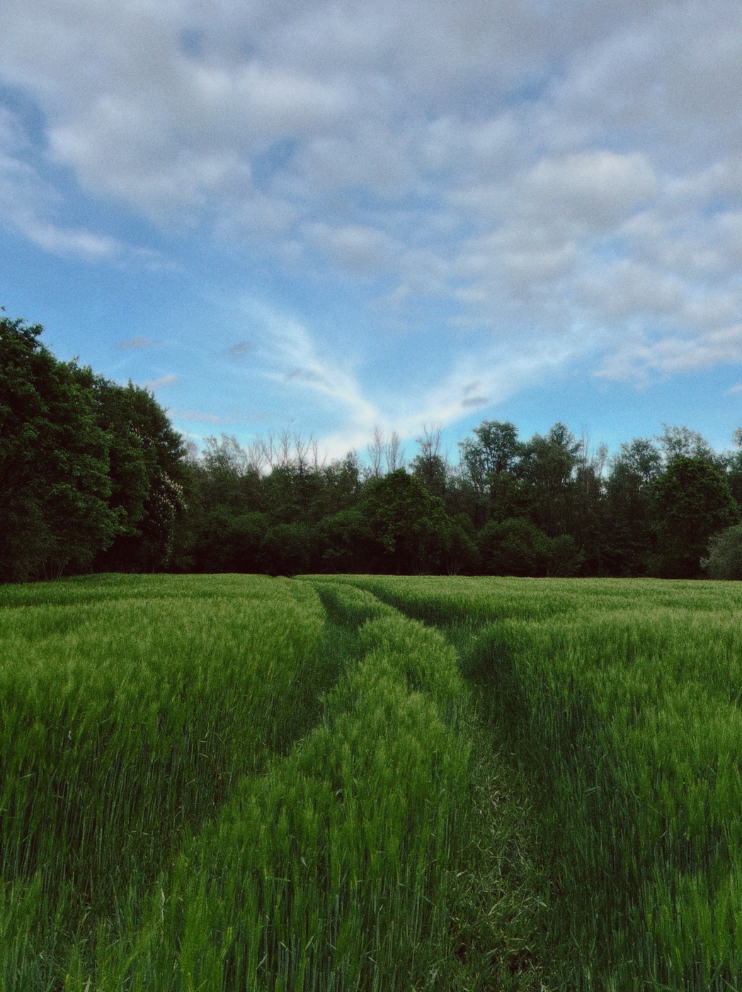 A rural landscape showing a lush green field with two parallel tracks in the grass, a treeline along the horizon, and a blue sky dotted with white, fluffy clouds forming a subtle V shape near the center.