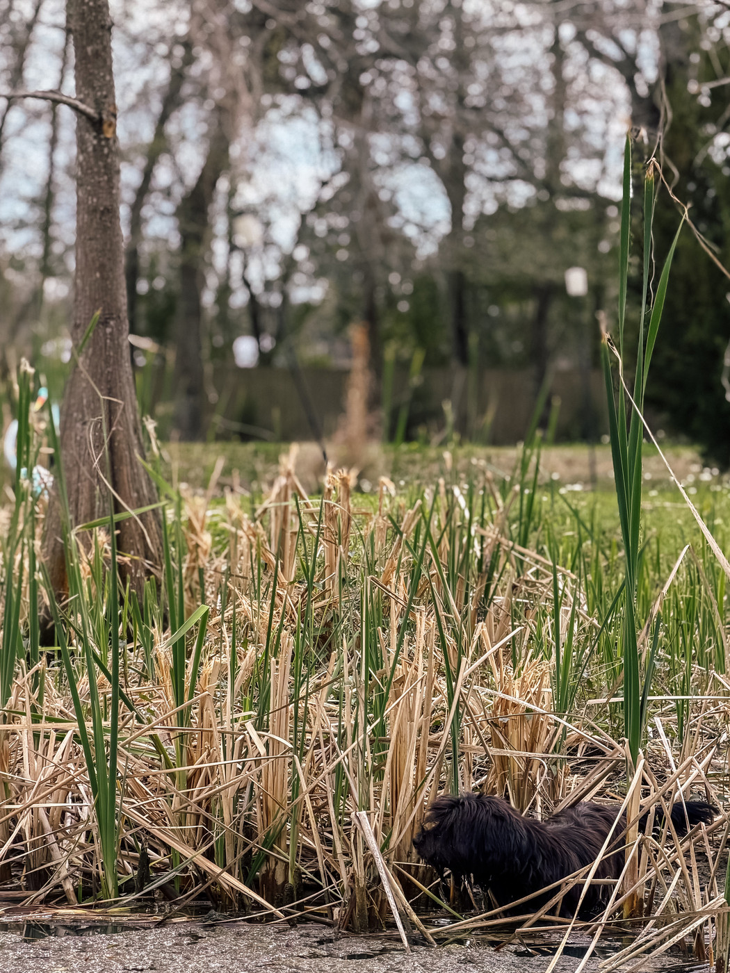 A small black dog stands in shallow water among tall reeds.