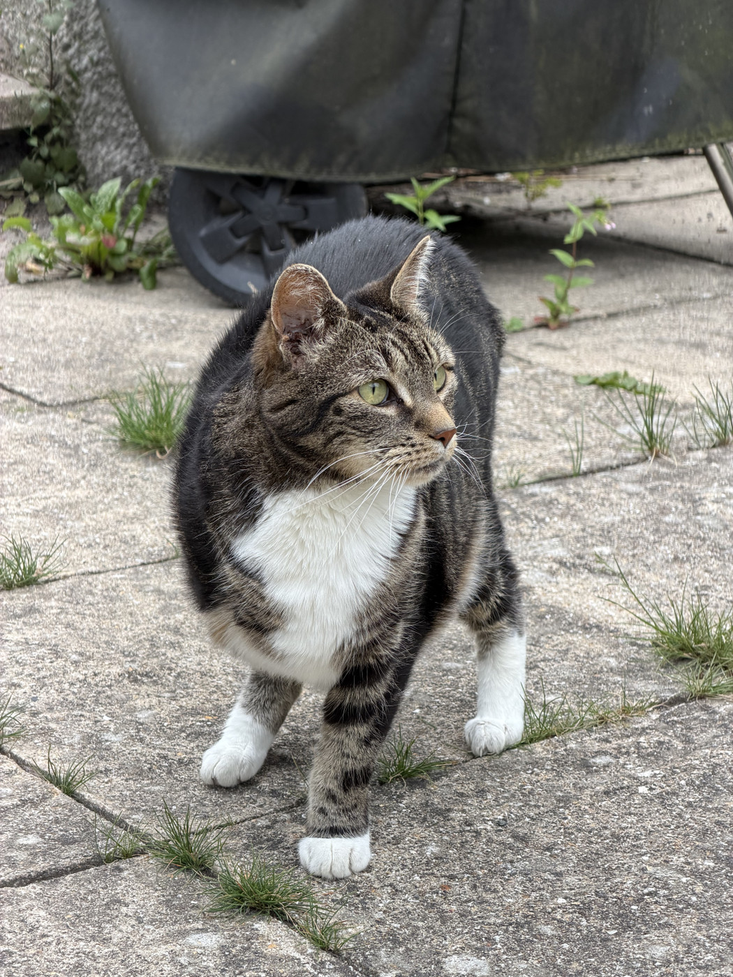 Three legged Green-eyed tabby cat with white chest and paws standing alert on cracked paving slabs with weeds, a covered BBQ behind.