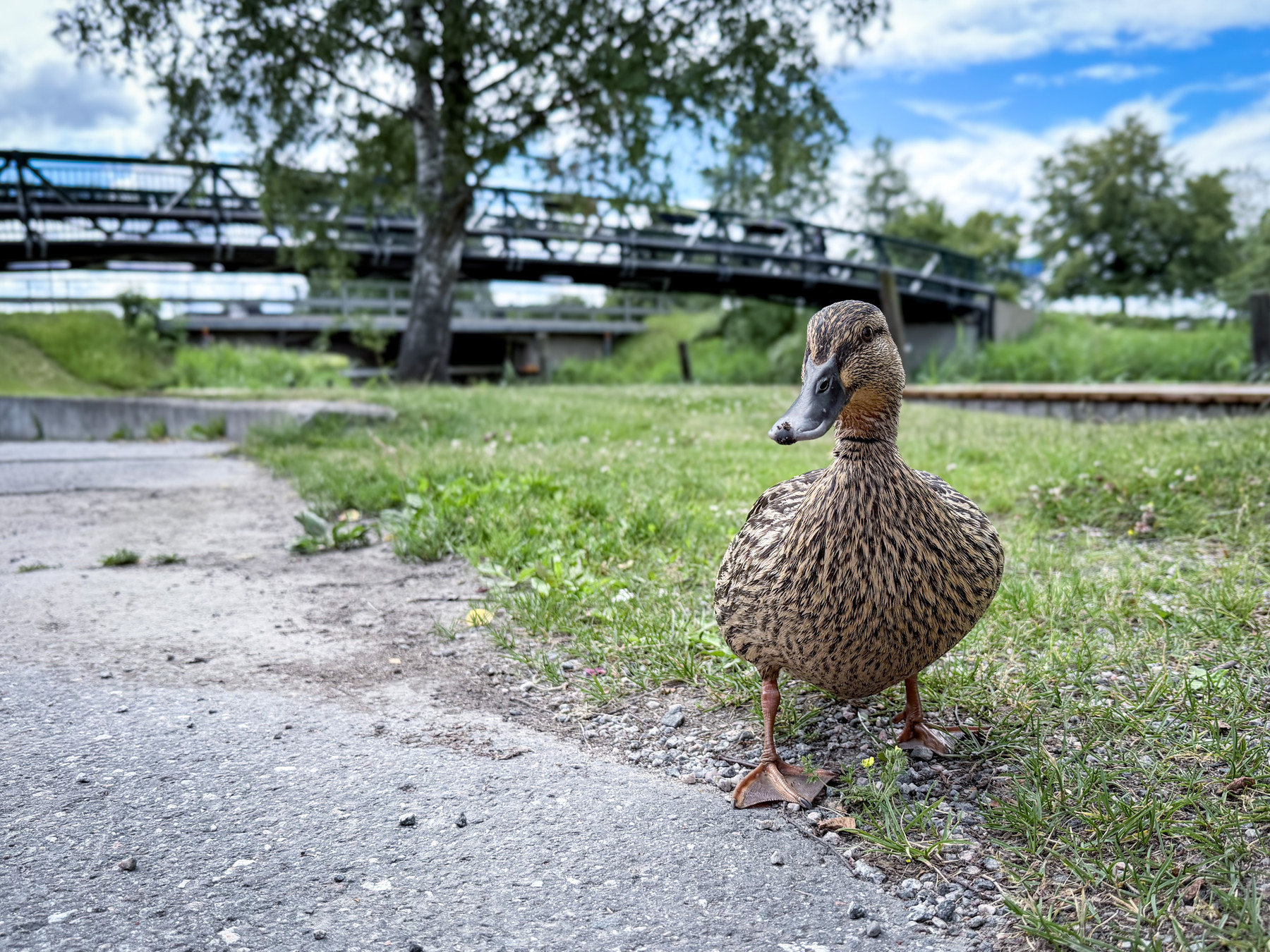 A mallard duck standing at the edge of a paved path, looking at the camera, with a footbridge and trees in the background.