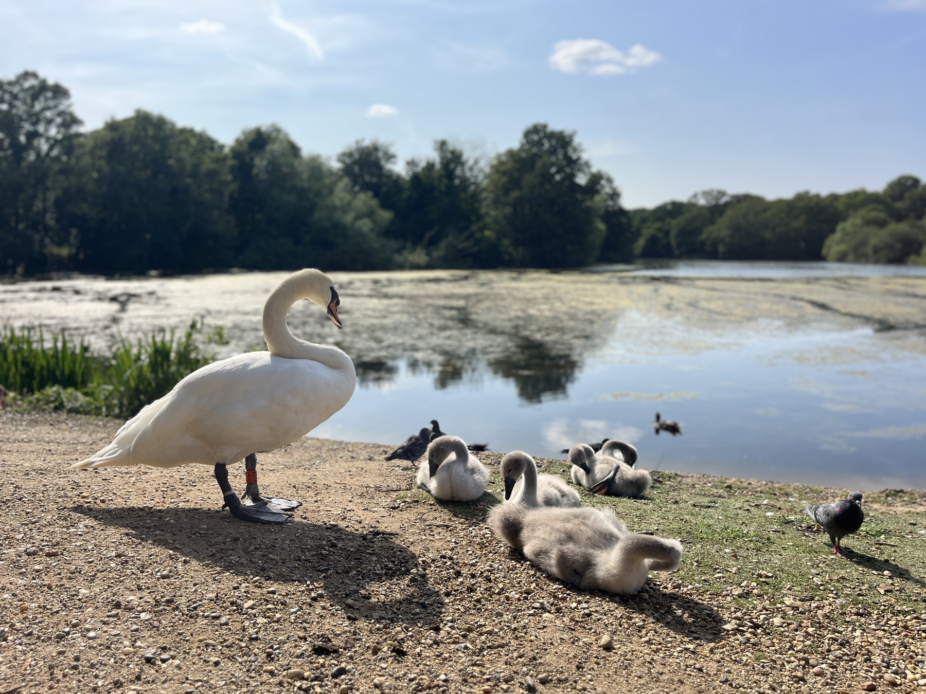 A visit to Wanstead Park - alvin in the room
