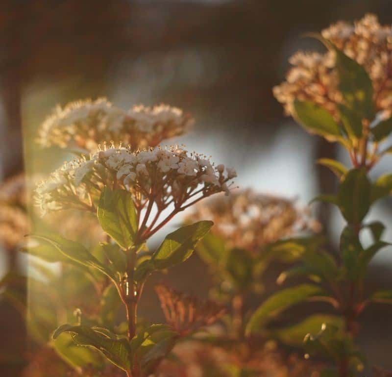 The Helios 44 lens ~ a Cold War legend - The Rusty Ruin Journal