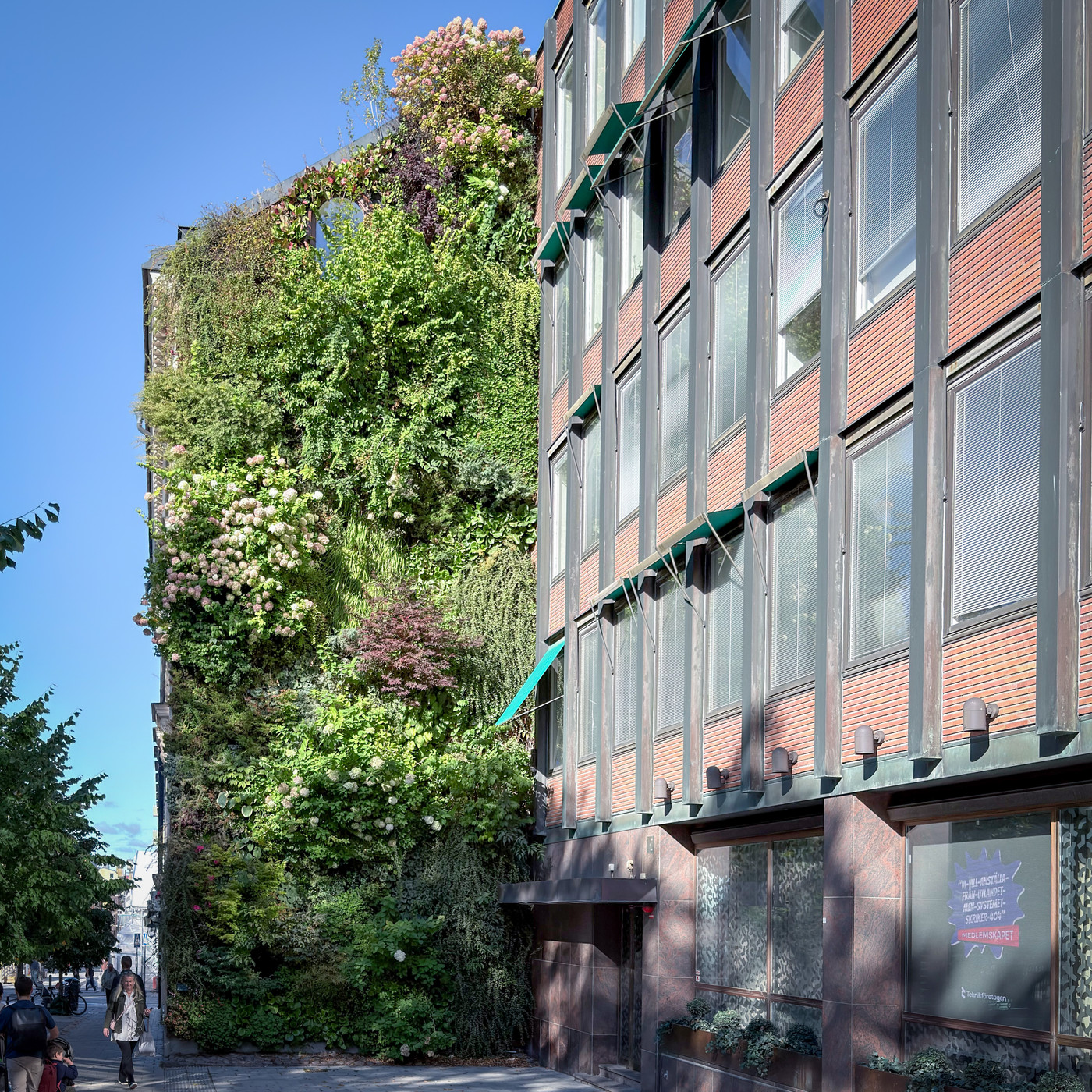 A tall green plant wall covered in leafy vines and pink and white hydrangeas, rising along the side of a brick office building with large windows, with people walking on the sidewalk below.