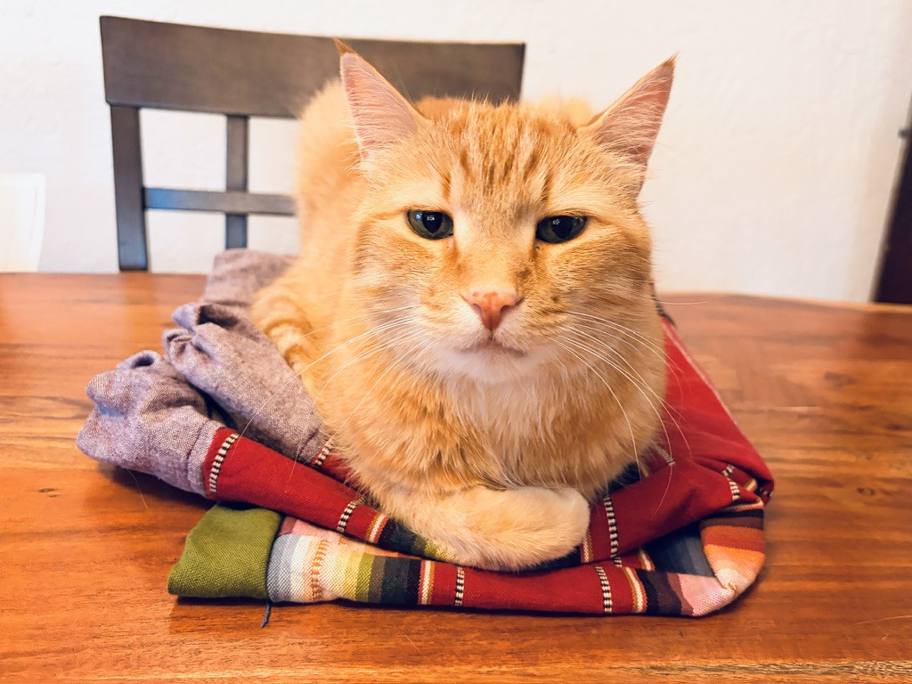 An orange cat resting on a pair of folded pants on a dining room table.