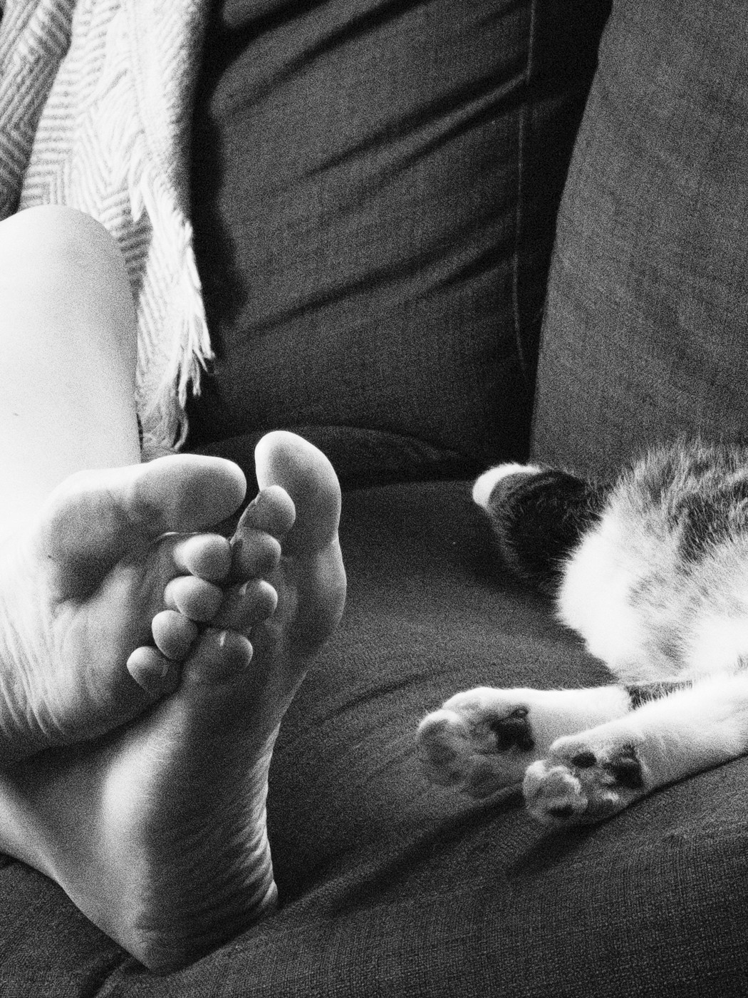Black and white close-up of bare feet beside a sleeping cat’s paws on a grey sofa cushion.