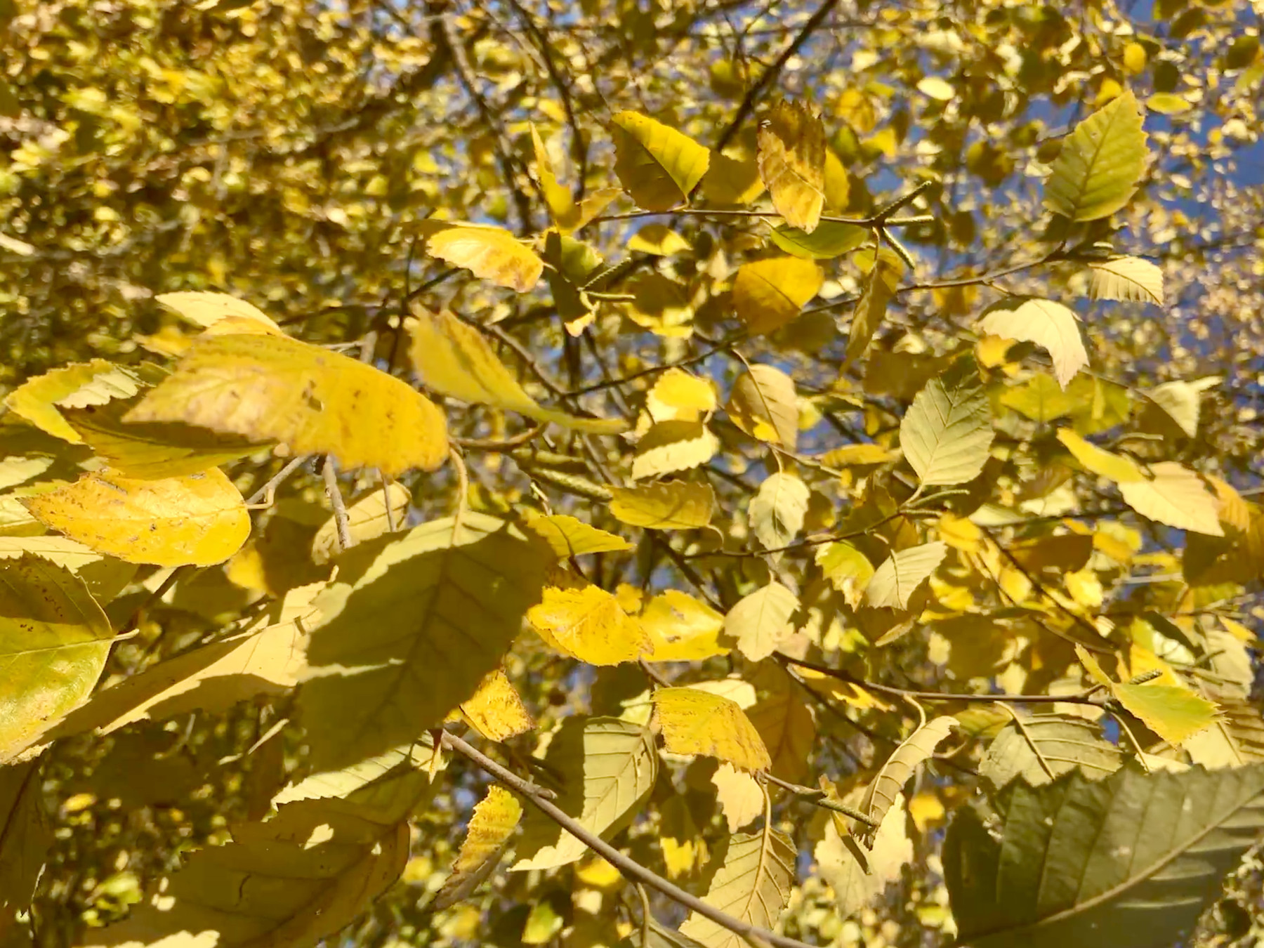 A close-up of yellow leaves all swaying and alive on a tree branch, with more branches full of leaves blurred in the background and a bit of blue sky behind the brances.