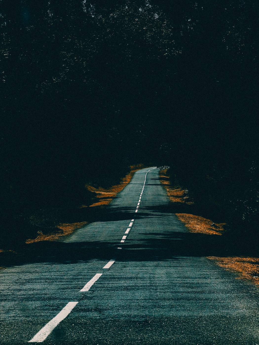 A narrow, winding road with white dashed center lines stretches into a dark, tree-covered forest, with patches of sunlight illuminating the edges of the pavement.