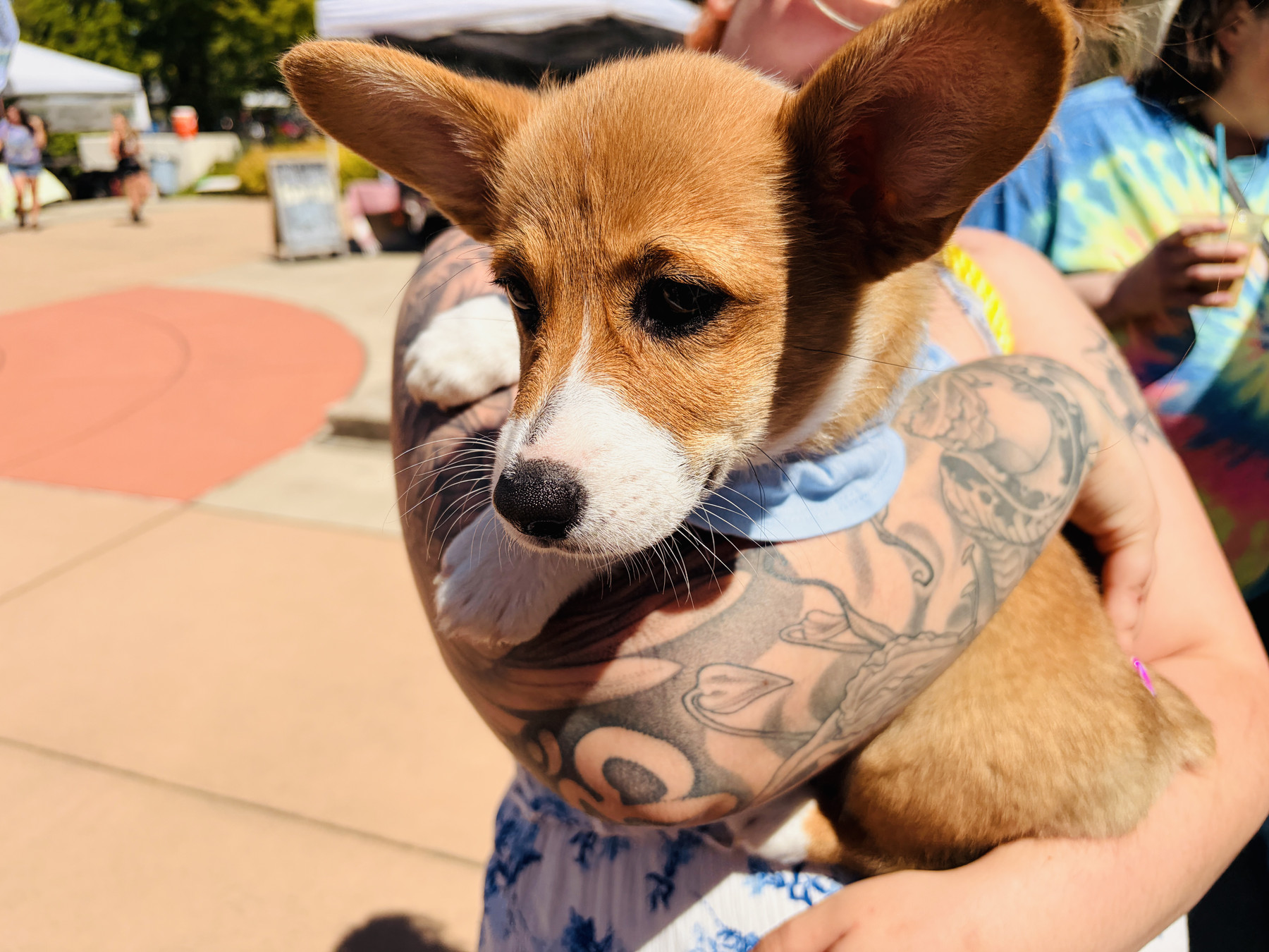 A gorgeous corgi puppy being held in her mom’s arms.